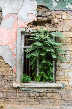 Pencerede eski bir terk edilmiş bina hangi büyüyen bir ağaç.