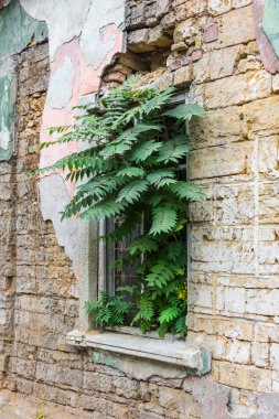 Pencerede eski bir terk edilmiş bina hangi büyüyen bir ağaç.