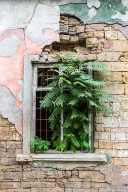 Pencerede eski bir terk edilmiş bina hangi büyüyen bir ağaç.