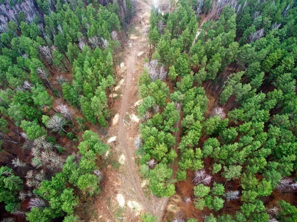 bird\'s-eye forest trees view from above. Country road with a junction in the forest. Cut down a forest clearin