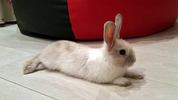 A small decorative white rabbit lying on a white parquet floor.