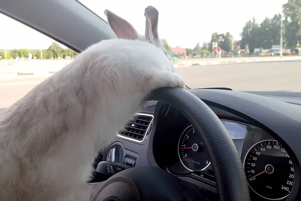 White Easter bunny rides to give gifts. Rabbit in the car at the driver\'s seat behind the steering wheel. Hare driver.