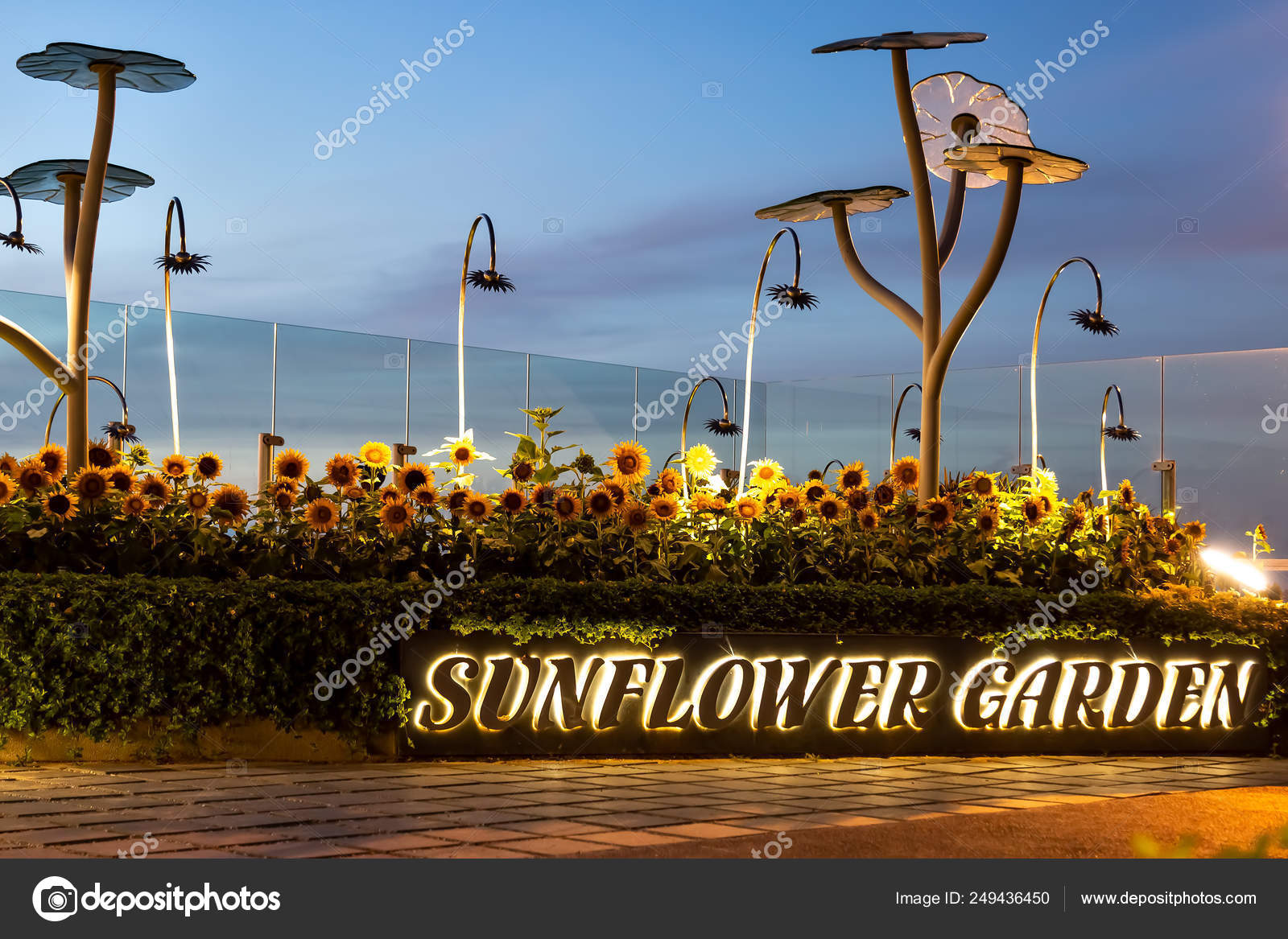 Sunflower Garden With Smoking Area At Singapore Airport