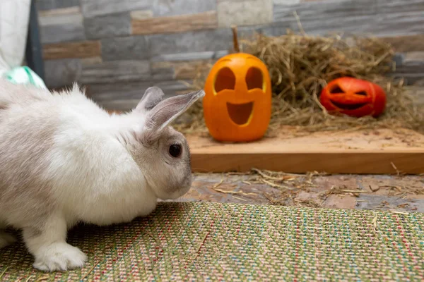 White rabbit is studying pumpkins for Halloween. Red and yellow jack o lanterns on a wooden board and stone wall background