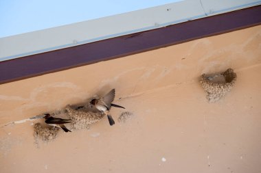 Cliff, Güney Dakota 'daki Badlands Ulusal Parkı' ndaki bir binanın altına çamur yuvaları inşa ediyor. Yüksek kalite fotoğraf