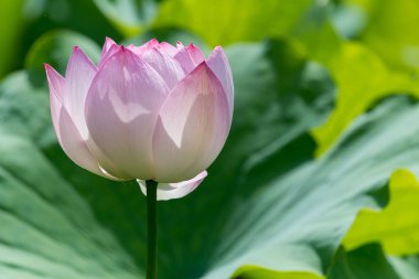 Lotus Nilüfer çiçek yakın çekim