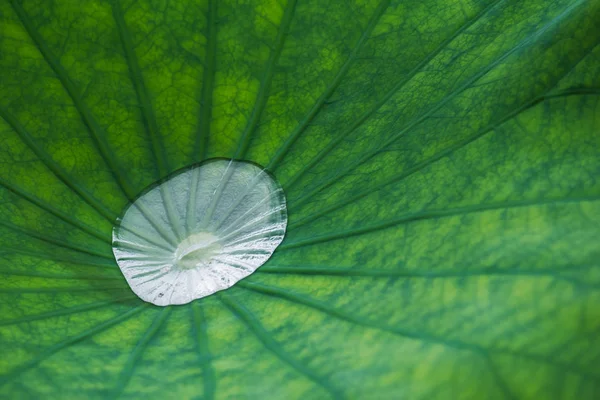 Lotus yaprak yakın çekim üzerinde su damlası — Stok fotoğraf