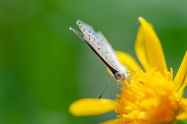 Sarı bir çiçekte kelebek