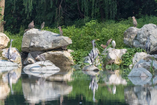 Olika vatten fåglar vid en sjö — Stockfoto