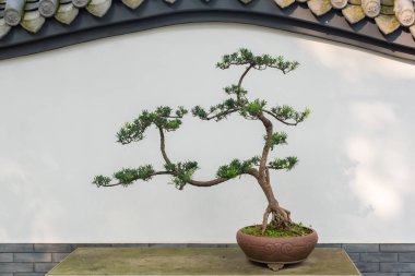 Bonsai ağacı beyaz duvara bir masada