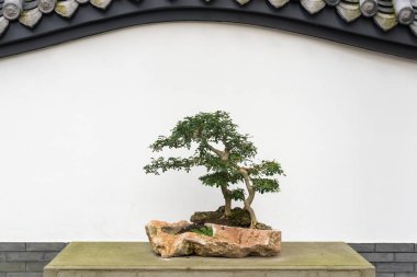 Bonsai ağacı beyaz duvara bir masada