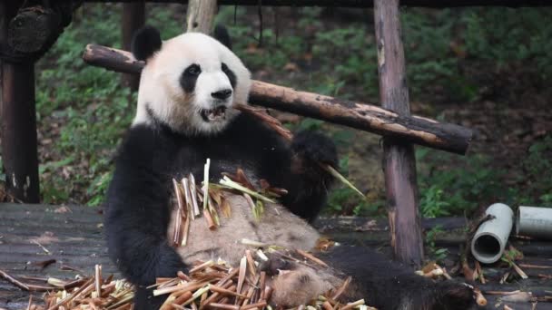 Panda Gigante Comiendo Bambú Cerca Chengdu China — Vídeo de stock