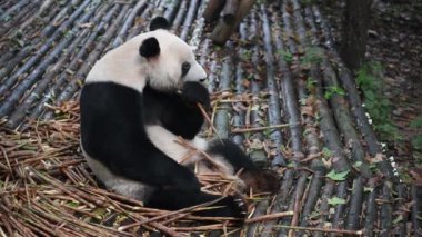 Dev panda yeme bambu portre