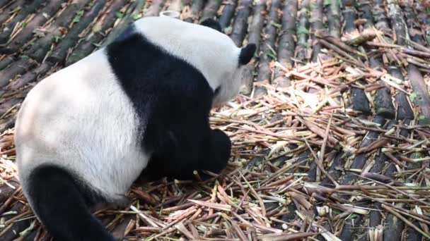 Panda gigante comiendo bambú de cerca — Vídeo de stock