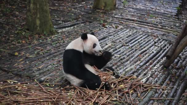 Reuzenpanda Eet Bamboe Close Chengdu China — Stockvideo