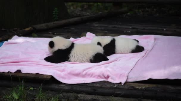 Zwei neugeborene Pandas auf einer rosa Decke — Stockvideo