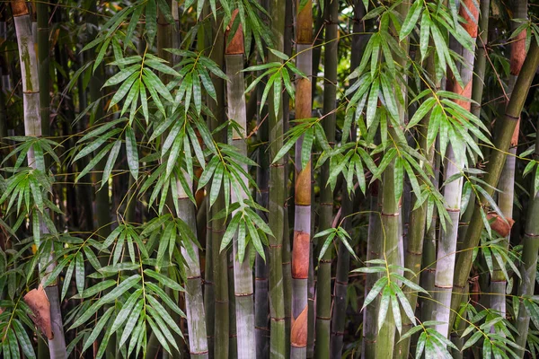 Bambusowe drzewa z bliska w świetle dziennym — Zdjęcie stockowe