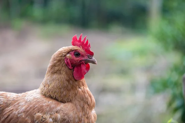 Kuřecí venku na farmě při pohledu na fotoaparát — Stock fotografie