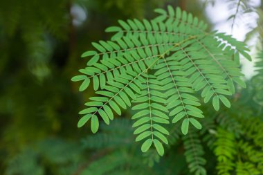 Fern seçici odak ormanda bırakır.