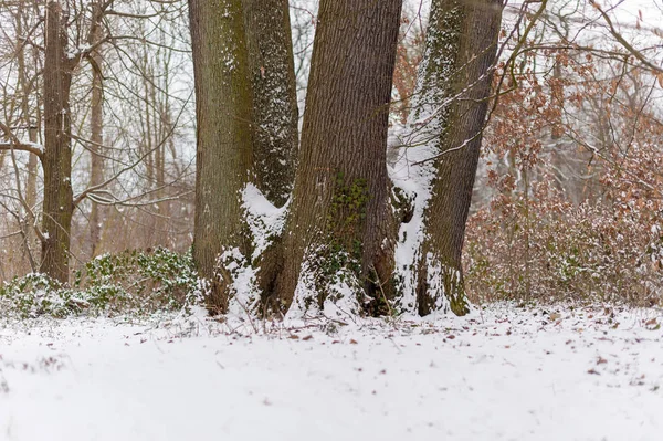 Drzewo Trzech Pni Śniegu Zimie — Zdjęcie stockowe