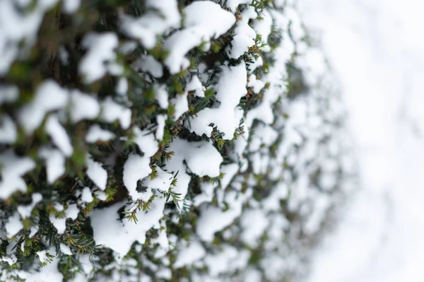 Primo piano di pino con neve — Foto Stock