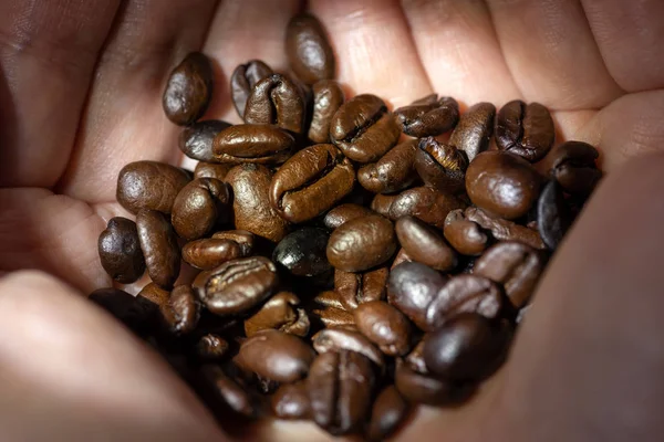 Hoop van geroosterde koffiebonen in handen — Stockfoto