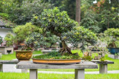 Bonsai ağacı'de bir tabloda bir park