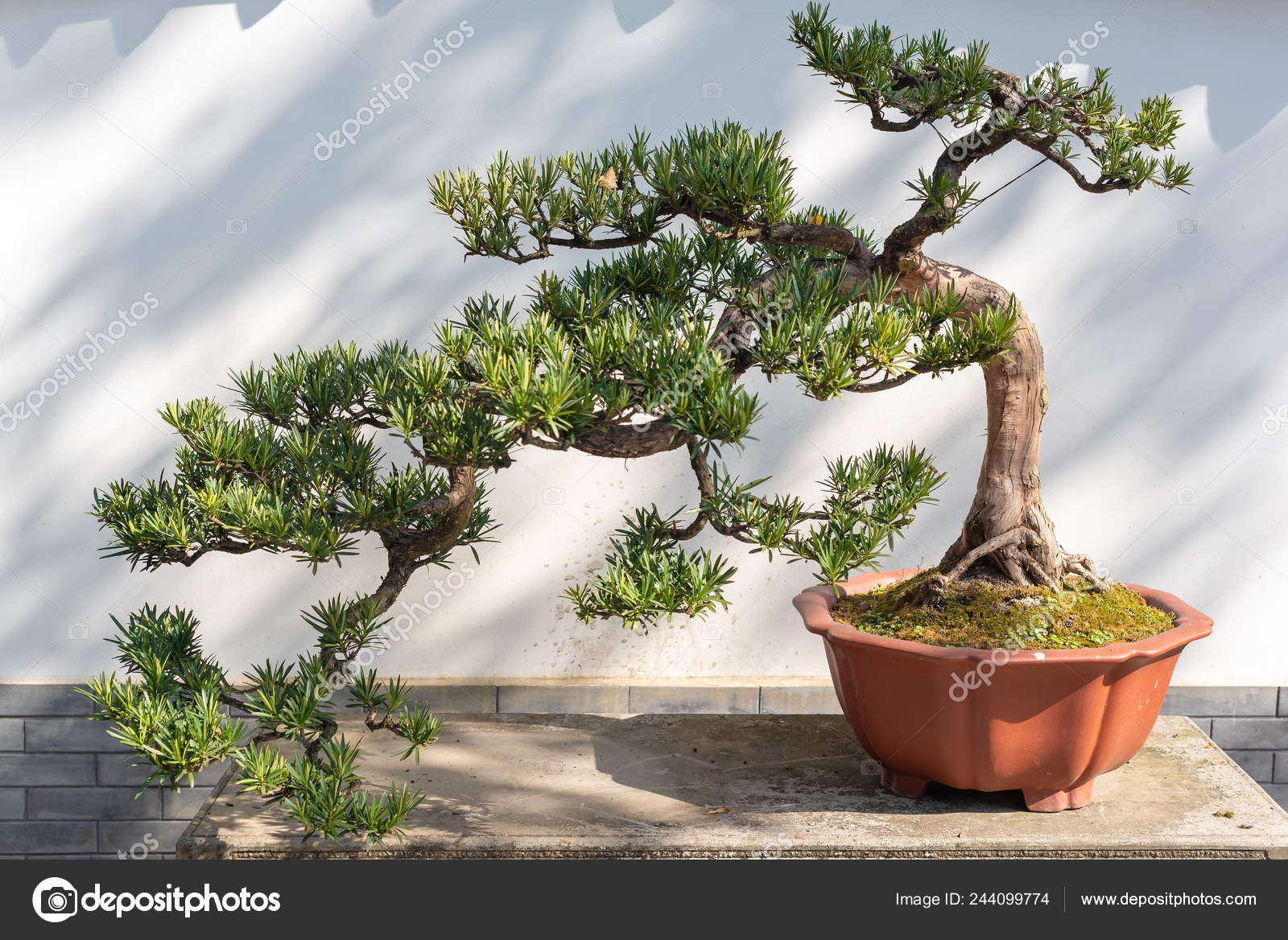 Pine Bonsai Tree Against White Wall Stock Photo By C Lp2tudio 244099774