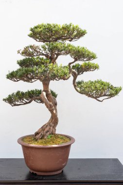 Çam bonsai ağacı beyaz duvara