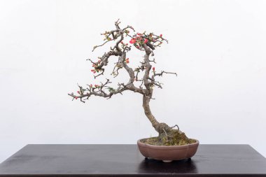 Againt beyaz duvar Chaenomeles bonsai ağacı