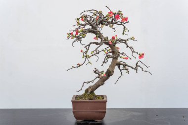 Chaenomeles bonsai tree againt white wall clipart