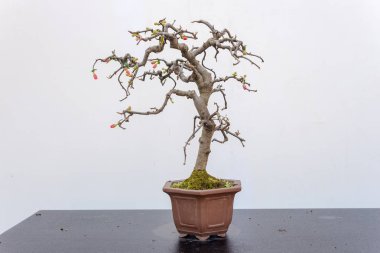 Againt beyaz duvar Chaenomeles bonsai ağacı
