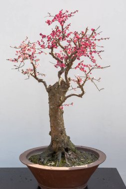 Kırmızı Erik bonsai againt beyaz duvar ağaç