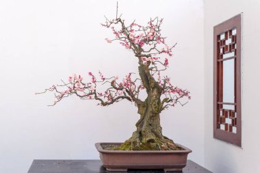 Kırmızı Erik bonsai againt beyaz duvar ağaç