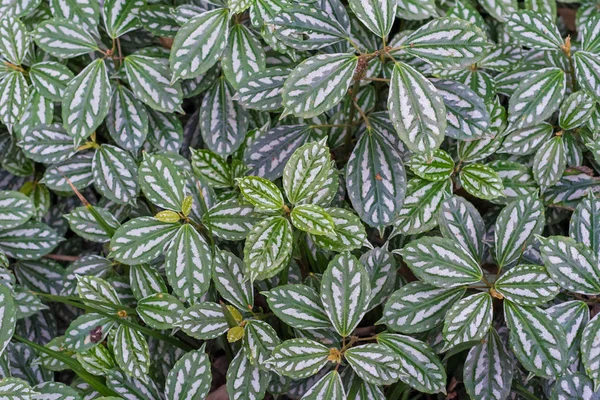 Pilea notata leaves close-up view — Stock Photo, Image