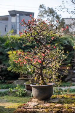 Chaenomeles bonsai ağacı bir parkta