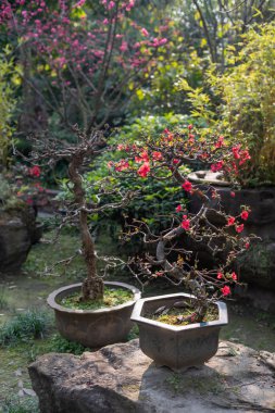 Chaenomeles bonsai ağacı bir parkta