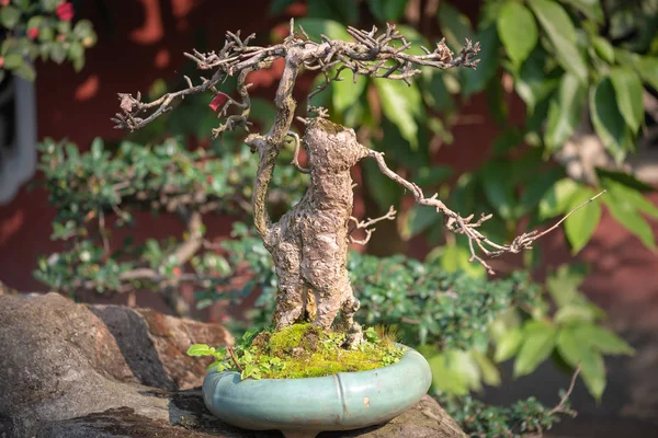 Bonsai дерево в горшке — стоковое фото