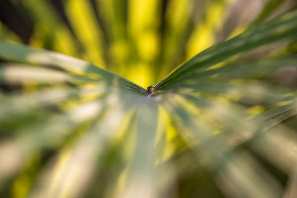 Eukaliptus zielony liści streszczenie tło zbliżenie — Zdjęcie stockowe