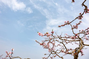 Chengdu mavi gökyüzü karşı şeftali çiçeği ağacı çiçekler