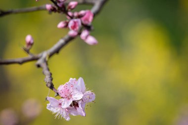 Chengdu içinde Peach Blossom Tree Flowers yakın çekim