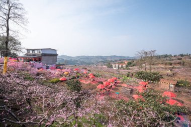 Şeftali çiçeği ağaçları ile dağlarda kırmızı güneş gözlüğü