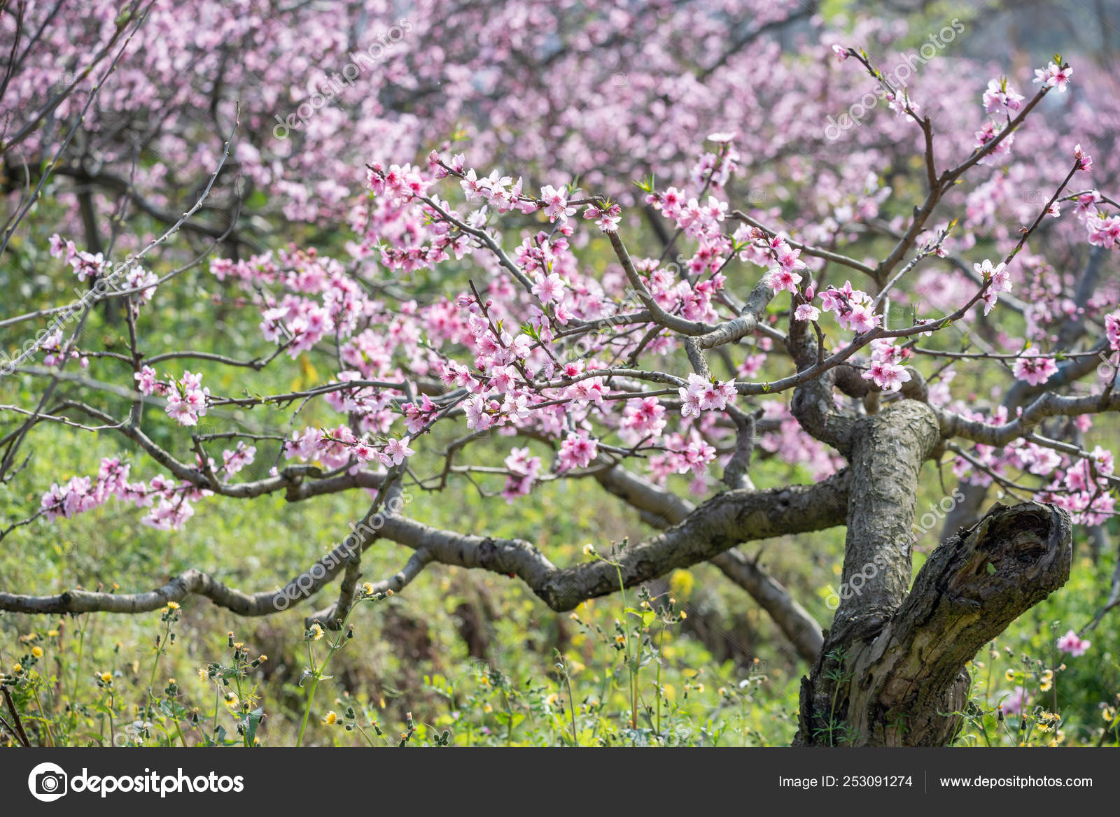 Campo de árboles de flor de melocotón en Chengdu — Foto de stock #253091274  © LP2tudio, image size:1600x1168
