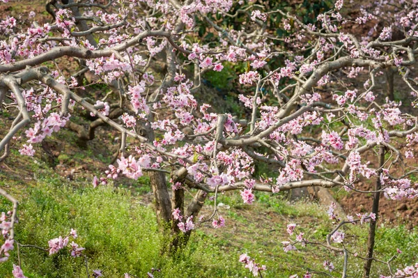 Peach blossom trees field in Chengdu — Stock Photo, Image