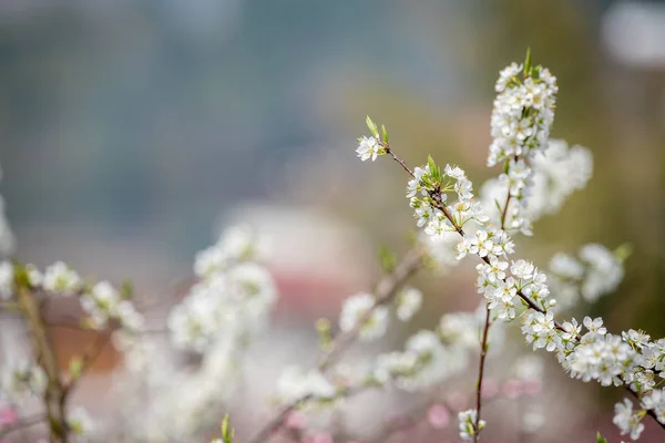 Pear blossom tree flowers close-up in Chengdu