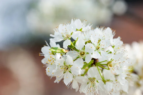 Pear blossom tree flowers close-up in Chengdu
