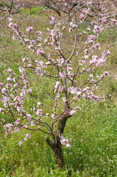 Primer plano del árbol de flores de melocotón en Chengdu — Foto de Stock