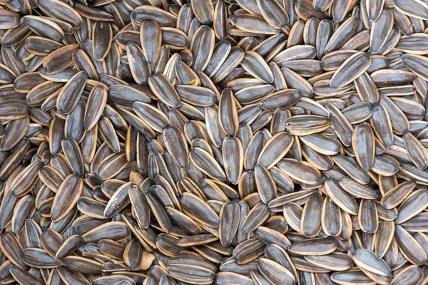 Heap of dried melon seeds close-up
