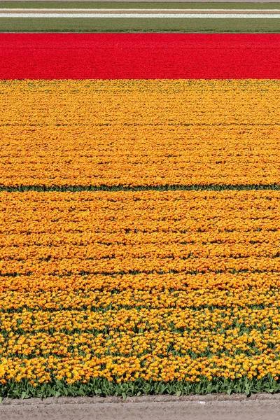 Orange and red tulip fields in the Netherlands — Stock Photo, Image