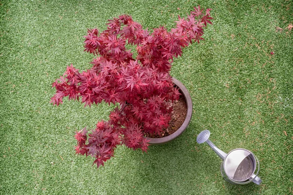 Acer palmatum albero su una terrazza in erba sintetica — Foto Stock